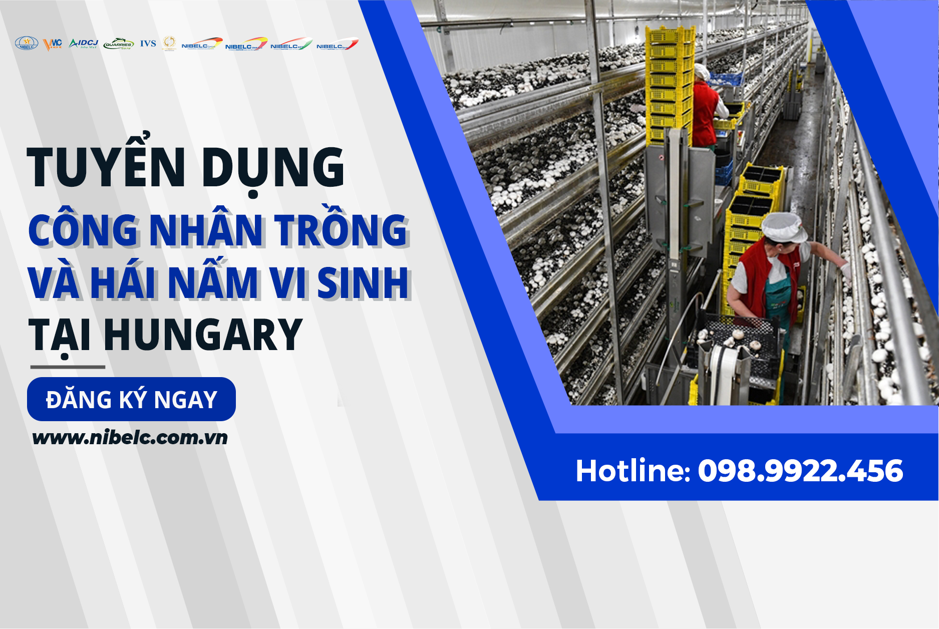 TUYỂN DỤNG XUẤT KHẨU LAO ĐỘNG HUNGARY LÀM VIỆC TẠI NHÀ MÁY SẢN XUẤT NẤM